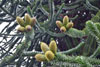eaw19-2504kew_50