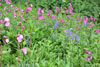 eaw19-2504kew_61