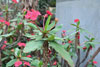 eaw19-2504kew_72