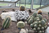 eaw19-2504kew_74