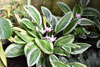 eaw19-2504kew_75