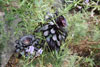 eaw19-2504kew_78